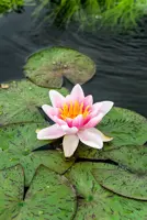 Nénuphar 'Laydekeri Lilacea' panier