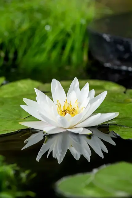 Nénuphar 'Marliacea Albida'