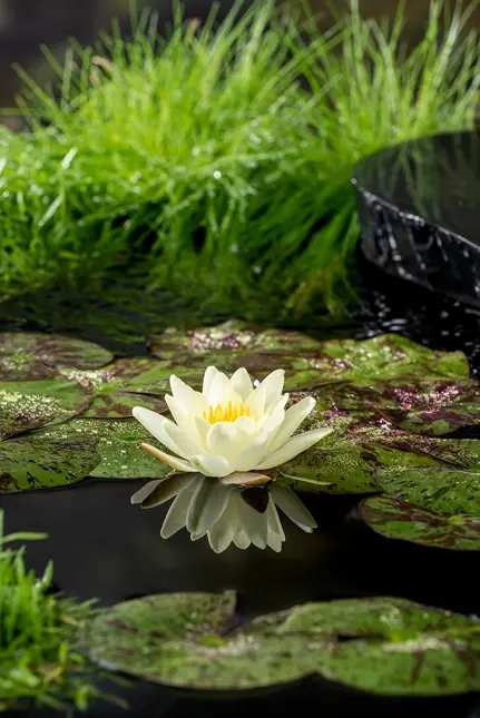 Nénuphar 'Marliacea Chormat.'