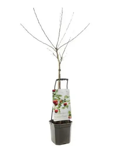 Wonder tree Malus dom. Ecolette - laagstam handappel - image 1