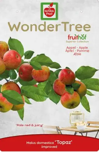 Wonder tree Malus dom. Topaz - laagstam handappel - image 3