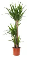 Yucca D22 H130