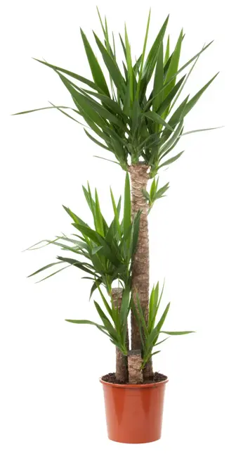 Yucca D22 H160