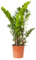 Zamioculcas D14 H50